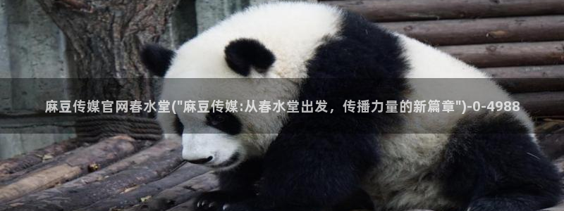 麻豆视频站群文案